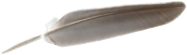 feather