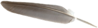 feather_sm
