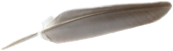 feather